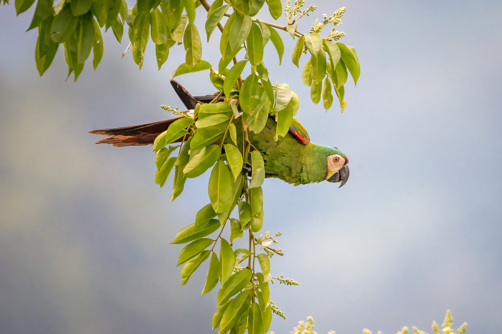 image Chestnut-fronted Macaw